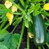 Green Zucchini Live Plant – Summer Squash – 3-5 Inch Tall in 4 Inch Pot – Outdoor Vegetable - Image 1