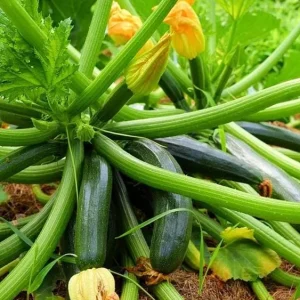 Green Zucchini Live Plant - Summer Squash Seedling in 4 Inch Pot, 3-5