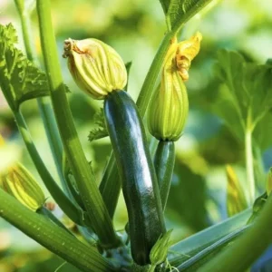 Green Zucchini Live Plant - Summer Squash Seedling in 4 Inch Pot, 3-5