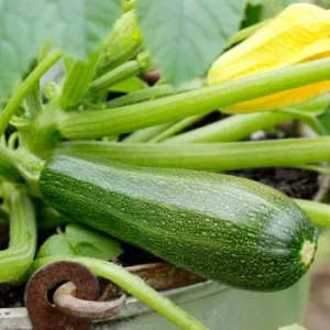 Green Zucchini Live Plant - Summer Squash Seedling in 4 Inch Pot, 3-5