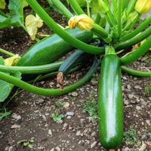 Green Zucchini Live Plant - Summer Squash Seedling in 4 Inch Pot, 3-5