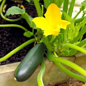 Green Zucchini Live Plant - Summer Squash Seedling in 4 Inch Pot, 3-5