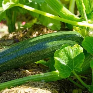 Green Zucchini Live Plant - Summer Squash Seedling in 4 Inch Pot, 3-5