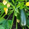 Green Zucchini Live Plant - Summer Squash Seedling in 4 Inch Pot, 3-5" Tall - Image 1