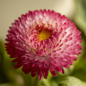 Habanera Mixed Bellis Daisy Seeds - 10 Count - Double Pompon Blooms - English Daisy Flower Seeds for Outdoor Gardens - Image 1