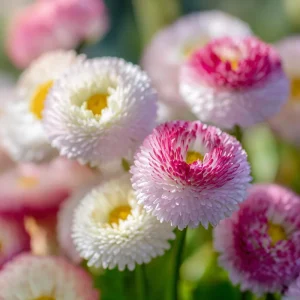 Habanera Mixed Bellis Daisy Seeds - 10 Count - Double Pompon Blooms - English Daisy Flower Seeds for Outdoor Gardens - Image 5