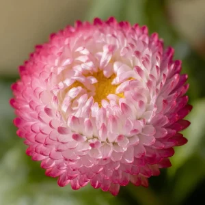 Habanera Mixed Bellis Daisy Seeds - 10 Count - Double Pompon Blooms - English Daisy Flower Seeds for Outdoor Gardens - Image 7