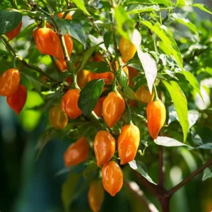 Habanero Orange Hot Pepper Seeds – Capsicum chinense – 25 Seeds – Fiery Heat - Image 2