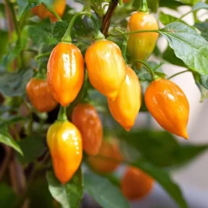 Habanero Orange Hot Pepper Seeds – Capsicum chinense – 25 Seeds – Fiery Heat - Image 4