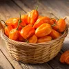 Habanero Orange Hot Pepper Seeds – Capsicum chinense – 25 Seeds – Fiery Heat - Image 1
