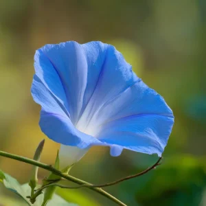 Heavenly Blue Morning Glory Seeds - Ipomoea tricolor - Sky-Blue Climbing Vine - 50 Seed Packet - Pollinator Friendly - Image 2