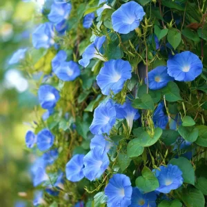Heavenly Blue Morning Glory Seeds - Ipomoea tricolor - Sky-Blue Climbing Vine - 50 Seed Packet - Pollinator Friendly - Image 3