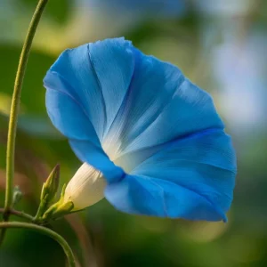 Heavenly Blue Morning Glory Seeds - Ipomoea tricolor - Sky-Blue Climbing Vine - 50 Seed Packet - Pollinator Friendly - Image 4