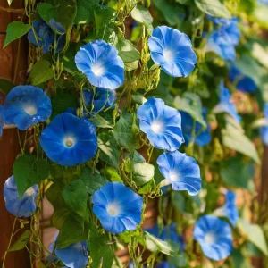 Heavenly Blue Morning Glory Seeds - Ipomoea tricolor - Sky-Blue Climbing Vine - 50 Seed Packet - Pollinator Friendly - Image 5