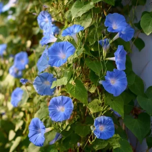 Heavenly Blue Morning Glory Seeds - Ipomoea tricolor - Sky-Blue Climbing Vine - 50 Seed Packet - Pollinator Friendly - Image 6