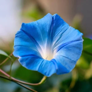 Heavenly Blue Morning Glory Seeds - Ipomoea tricolor - Sky-Blue Climbing Vine - 50 Seed Packet - Pollinator Friendly - Image 7