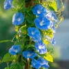 Heavenly Blue Morning Glory Seeds - Ipomoea tricolor - Sky-Blue Climbing Vine - 50 Seed Packet - Pollinator Friendly - Image 1