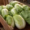 Heirloom Napa Cabbage Seeds - 100 Count - Easy Grow Chinese Cabbage - Image 1