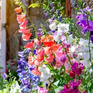 Heirloom Sweet Pea Seed Mix - Lathyrus odoratus Flower Seeds - 25 Seeds - Image 2
