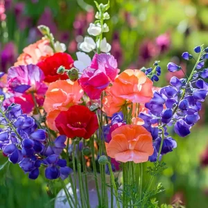 Heirloom Sweet Pea Seed Mix - Lathyrus odoratus Flower Seeds - 25 Seeds - Image 3