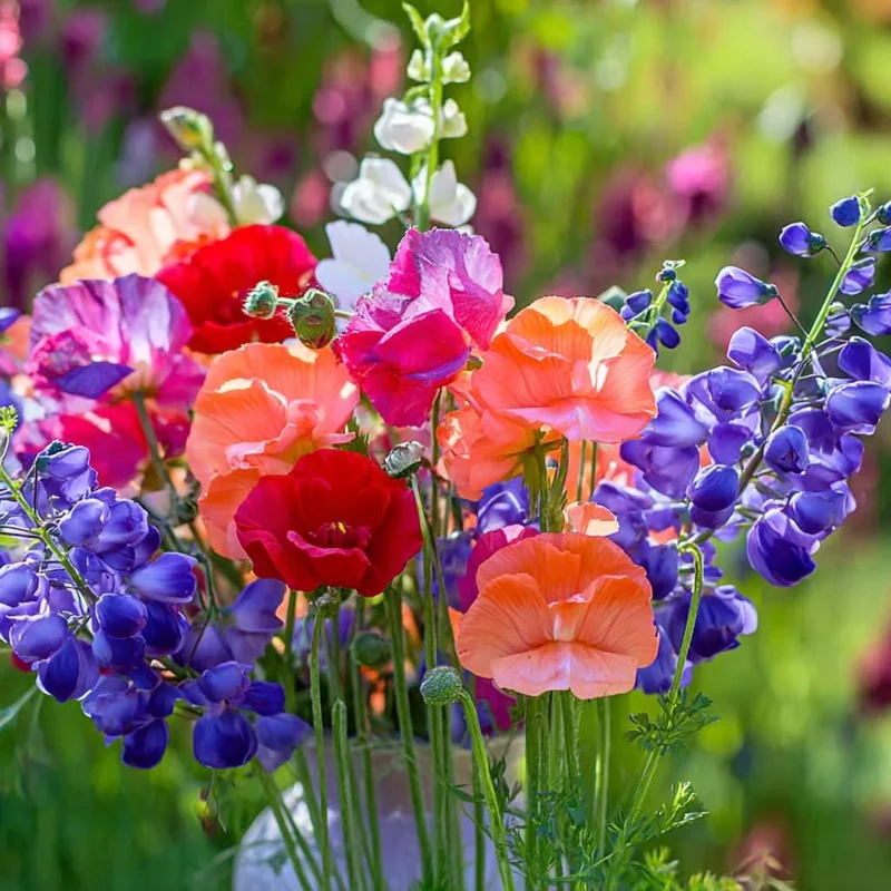 Heirloom Sweet Pea Seed Mix - Lathyrus odoratus Flower Seeds - 25 Seeds - Image 3