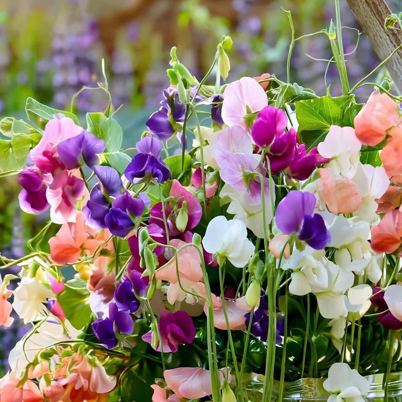 Heirloom Sweet Pea Seed Mix - Lathyrus odoratus Flower Seeds - 25 Seeds - Image 5