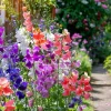 Heirloom Sweet Pea Seed Mix - Lathyrus odoratus Flower Seeds - 25 Seeds - Image 1