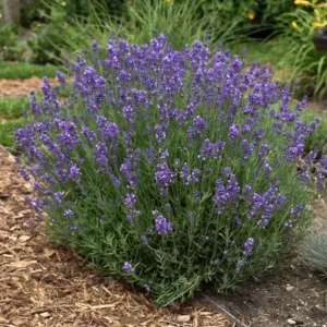 Hidcote Blue Lavender Live Plant - 4 Inch Pot - Cold Hardy Perennial Herb - Image 2