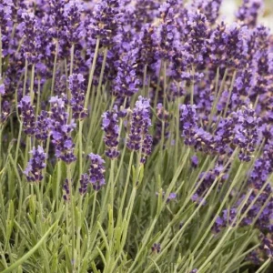 Hidcote Blue Lavender Live Plant - 4 Inch Pot - Cold Hardy Perennial Herb - Image 3