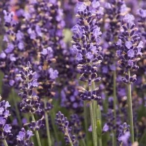 Hidcote Blue Lavender Live Plant - 4 Inch Pot - Cold Hardy Perennial Herb - Image 4