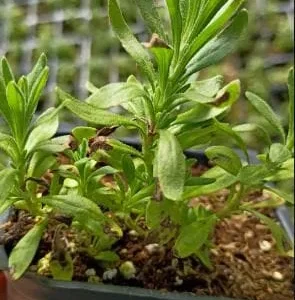 Hidcote Blue Lavender Live Plant - 4 Inch Pot - Cold Hardy Perennial Herb - Image 6