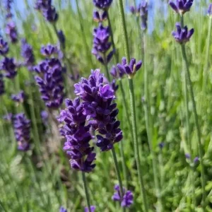 Hidcote Blue Lavender Live Plant - 4 Inch Pot - Cold Hardy Perennial Herb - Image 7