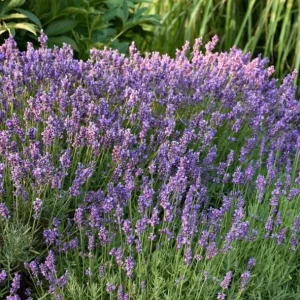 Hidcote Blue Lavender Live Plant - 4 Inch Pot - Cold Hardy Perennial Herb - Image 8