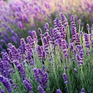 Hidcote Blue Lavender Live Plant - 4 Inch Pot - Cold Hardy Perennial Herb - Image 1
