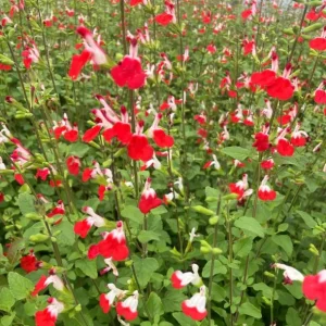 Hot Lips Salvia Live Plant, Set of 2, 4 Inch Pot, Bicolor Red & White Blooms, Outdoor Sage Bush - Image 2