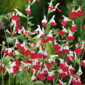 Hot Lips Salvia Live Plant, Set of 2, 4 Inch Pot, Bicolor Red & White Blooms, Outdoor Sage Bush - Image 3