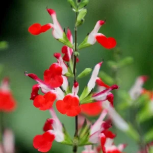 Hot Lips Salvia Live Plant, Set of 2, 4 Inch Pot, Bicolor Red & White Blooms, Outdoor Sage Bush - Image 4