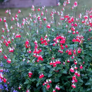 Hot Lips Salvia Live Plant, Set of 2, 4 Inch Pot, Bicolor Red & White Blooms, Outdoor Sage Bush - Image 5