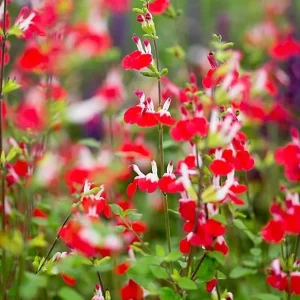 Hot Lips Salvia Live Plant, Set of 2, 4 Inch Pot, Bicolor Red & White Blooms, Outdoor Sage Bush - Image 6
