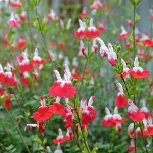 Hot Lips Salvia Live Plant, Set of 2, 4 Inch Pot, Bicolor Red & White Blooms, Outdoor Sage Bush - Image 7