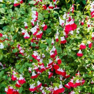 Hot Lips Salvia Live Plant, Set of 2, 4 Inch Pot, Bicolor Red & White Blooms, Outdoor Sage Bush - Image 8