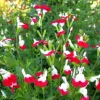 Hot Lips Salvia Live Plant, Set of 2, 4 Inch Pot, Bicolor Red & White Blooms, Outdoor Sage Bush - Image 1