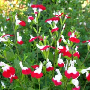 Hot Lips Salvia Live Plant, Set of 2, 4 Inch Pot, Bicolor Red & White Blooms, Outdoor Sage Bush - Image 1