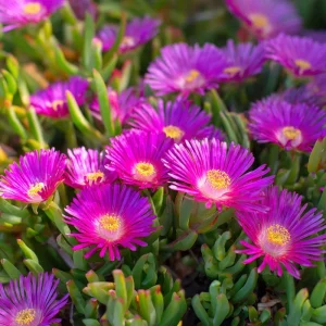 Ice Plant Seeds - 200 Succulent Blooms, Drought-Tolerant, Outdoor Ground Cover - Image 2