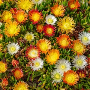 Ice Plant Seeds - 200 Succulent Blooms, Drought-Tolerant, Outdoor Ground Cover - Image 3