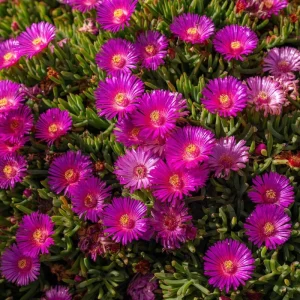 Ice Plant Seeds - 200 Succulent Blooms, Drought-Tolerant, Outdoor Ground Cover - Image 4