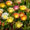 Ice Plant Seeds - 200 Succulent Blooms, Drought-Tolerant, Outdoor Ground Cover - Image 1