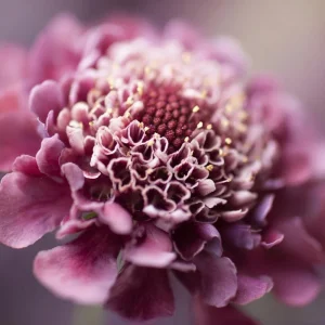 Imperial Pincushion Flower Seeds - 50 Heirloom Scabiosa atropurpurea - Image 2