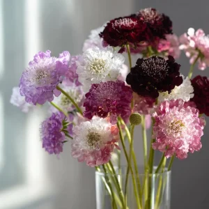 Imperial Pincushion Flower Seeds - 50 Heirloom Scabiosa atropurpurea - Image 3