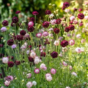 Imperial Pincushion Flower Seeds - 50 Heirloom Scabiosa atropurpurea - Image 4